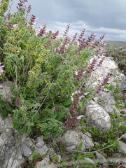Salvia fruticosa