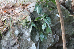 Ardisia cornudentata morrisonensis