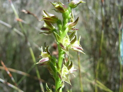 Prasophyllum murfetii