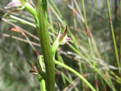 Prasophyllum murfetii
