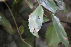 Ardisia cornudentata morrisonensis