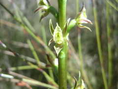 Prasophyllum murfetii