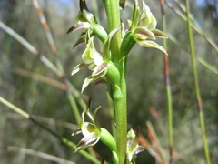 Prasophyllum murfetii