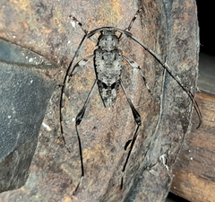 Anisopodus jaculus