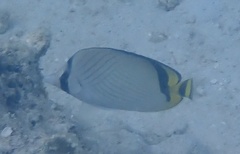 Chaetodon vagabundus