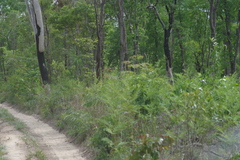 Pteridium centrali-africanum