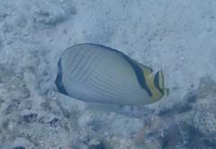 Chaetodon vagabundus