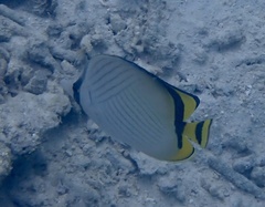Chaetodon vagabundus