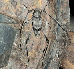 Anisopodus jaculus