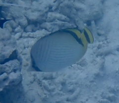 Chaetodon vagabundus