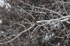 Glaucidium passerinum