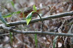 Ardisia cornudentata morrisonensis