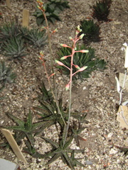 Haworthia retusa