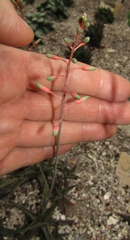 Haworthia retusa