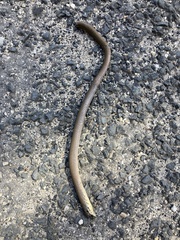 Pygopus lepidopodus