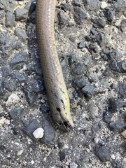 Pygopus lepidopodus