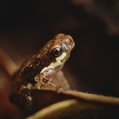 Pelophryne signata