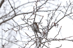 Glaucidium passerinum