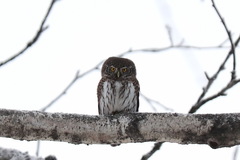 Glaucidium passerinum