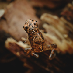 Pelophryne signata
