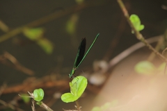 Neurobasis chinensis