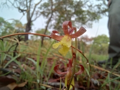 Eulophia penduliflora
