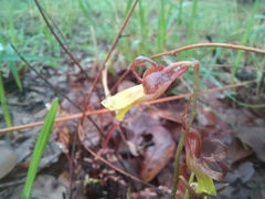 Eulophia penduliflora