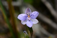 Thelymitra juncifolia