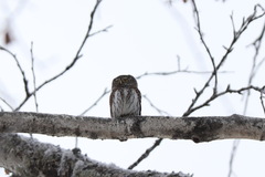 Glaucidium passerinum