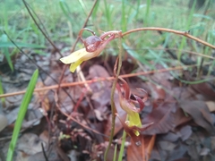 Eulophia penduliflora