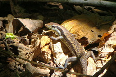 Eutropis rudis
