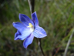 Thelymitra cyanea