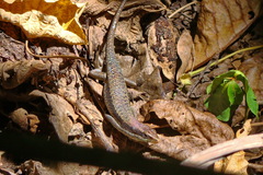 Eutropis rudis