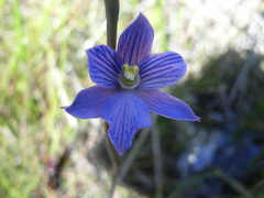 Thelymitra cyanea