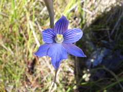 Thelymitra cyanea