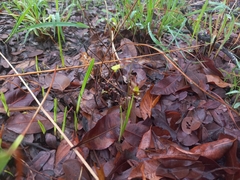 Eulophia penduliflora