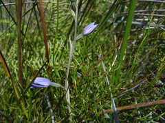 Thelymitra cyanea