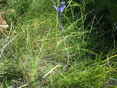 Thelymitra cyanea
