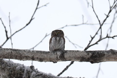 Glaucidium passerinum
