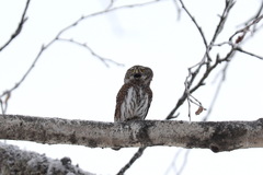 Glaucidium passerinum
