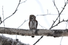 Glaucidium passerinum