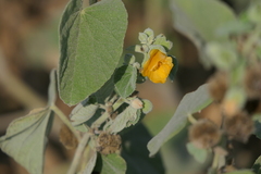 Abutilon indicum