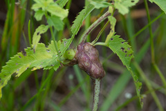 Gymnetron terminassianae