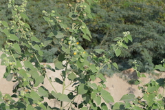 Abutilon indicum