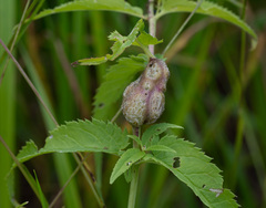 Gymnetron terminassianae