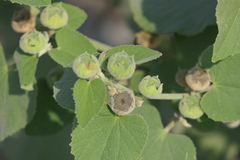 Abutilon indicum