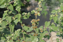 Abutilon indicum