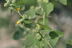 Abutilon indicum