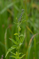 Gymnetron terminassianae