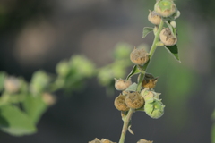 Abutilon indicum